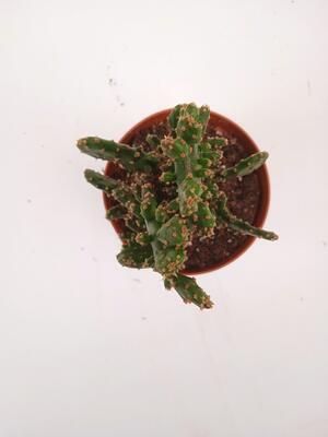 Opuntia monacantha 'monstrosa' - 3