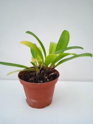 Masdevallia bicolor - 3