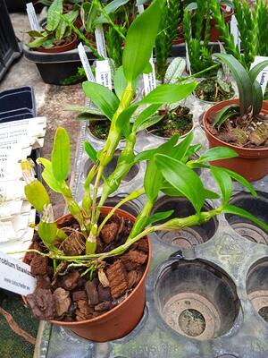 Dendrobium linawianum - 3