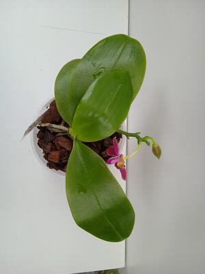Phalaenopsis (Chienlung Red King x Drafon Tree Eagle) x Joshua Irwin Ginsberg - 3
