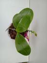 Phalaenopsis (Chienlung Red King x Drafon Tree Eagle) x Joshua Irwin Ginsberg - 3/3