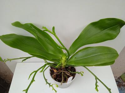 Phalaenopsis Yin's Green Jewel - 3
