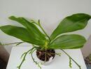 Phalaenopsis Yin's Green Jewel - 3/3