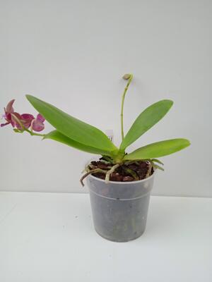 Phalaenopsis Summer Morn 'Shari Mowlavi' AM/AOS - 3