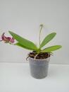 Phalaenopsis Summer Morn 'Shari Mowlavi' AM/AOS - 3/3
