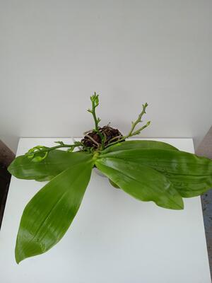 Phalaenopsis Tsay's Evergreen x Yaphon Green Canary - 3