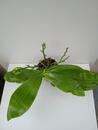 Phalaenopsis Tsay's Evergreen x Yaphon Green Canary - 3/3