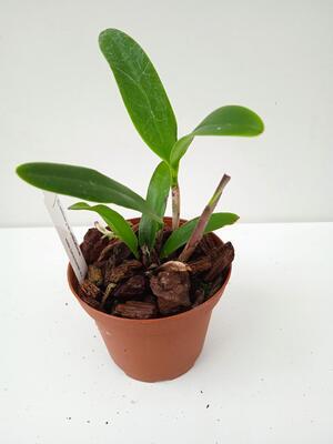 Cattleya velutina - 3