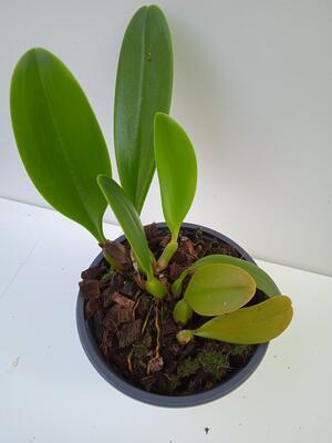 Bulbophyllum Hsinying Grand-arfa - 3