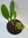 Bulbophyllum Hsinying Grand-arfa - 3/3