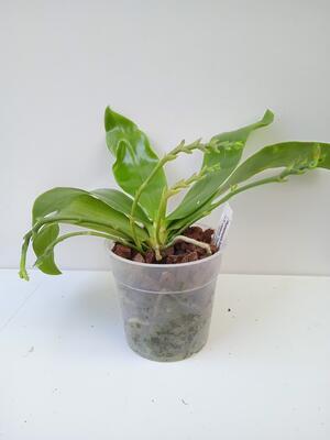 Phalaenopsis Ambotrana 'Dark Yellow' x violacea 'Dark Norton' - 3