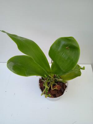 Phalaenopsis Yungo Gelb Canary x LD' Bear Queen - 3