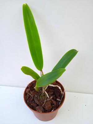 Cattleya labiata v. semi-alba - 3