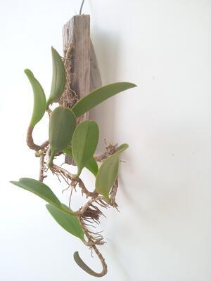 Bulbophyllum cheiri var. flava - 3