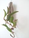 Bulbophyllum cheiri var. flava - 3/3