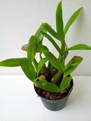 Liparis parviflora (velký trs) - 3