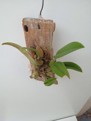 Bulbophyllum papulosum - 3