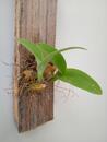Bulbophyllum lemniscatoides - 3/3