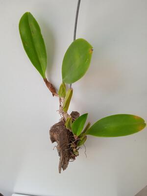 Bulbophyllum grandiflorum - 3