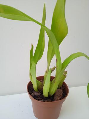 Liparis parviflora - 3
