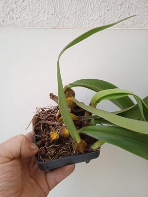 Bulbophyllum phalaenopsis x Bulbophyllum cruentum - 3