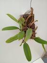 Bulbophyllum fascinator - 3/3