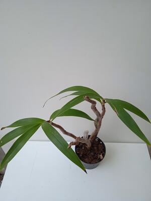 Eria floribunda - 3