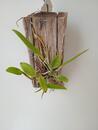 Cattleya schilleriana v. coerulea - 3/5