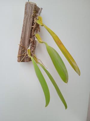 Bulbophyllum schinzianum - 3