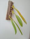 Bulbophyllum schinzianum - 3/4