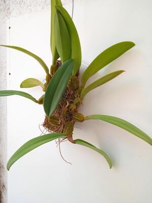 Bulbophyllum sanguineopunctatum x B. phalaenopsis - 3