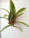 Bulbophyllum sanguineopunctatum x B. phalaenopsis - 3/3