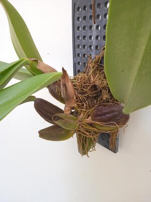 Bulbophyllum frostii x B. phalaenopsis - 3