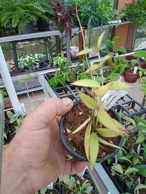Hoya lacunosa 'long leaf' - 3