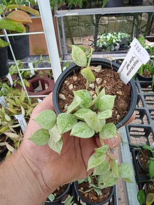 Hoya lacunosa 'silver leaf' - 3