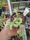 Hoya lacunosa 'silver leaf' - 3/4