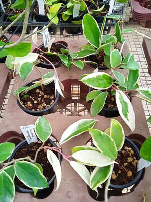 Hoya carnosa 'bicolor' - 3