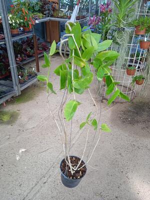 Hoya densifolia - 3