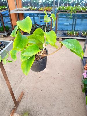 Hoya cardiophylla - 3