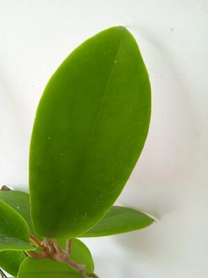Hoya macgregori - 3
