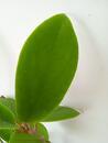 Hoya macgregori - 3/3
