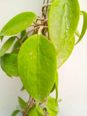 Hoya limoniaca - 3