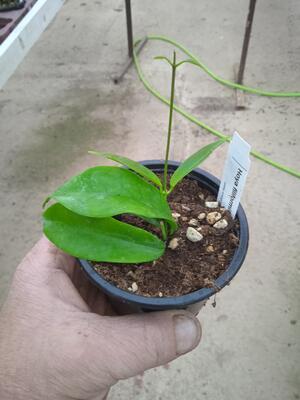Hoya filiformis - 3