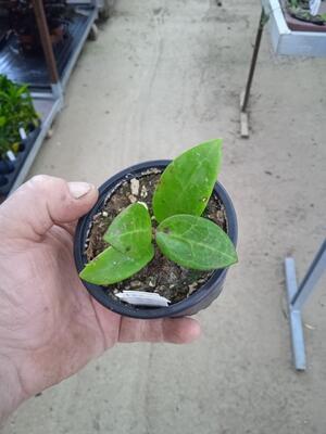 Hoya acuta 'Red Leaf' - 3