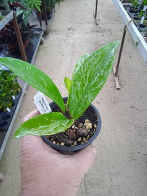 Hoya pubicalyx  cv. Silver Pink - 3