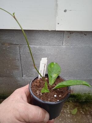 Hoya crassipetiolata - 3