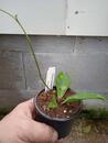 Hoya crassipetiolata - 3/3