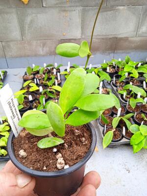 Hoya incurvula 'Sulawesi' - 3
