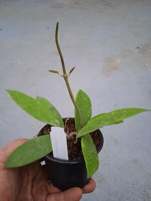 Hoya diversifolia - 3