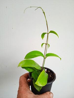 Hoya montana 'Long Leaf' (zakořeněný řízek) - 3